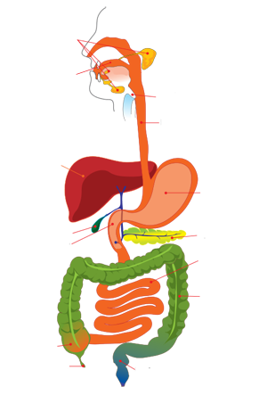 GI Tract